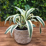 Dracaena ‘White Aspen’