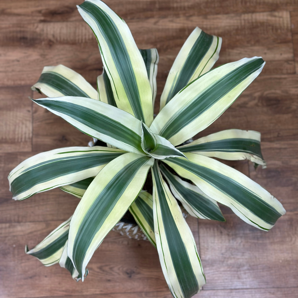 Dracaena ‘White Aspen’