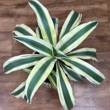 Dracaena ‘White Aspen’