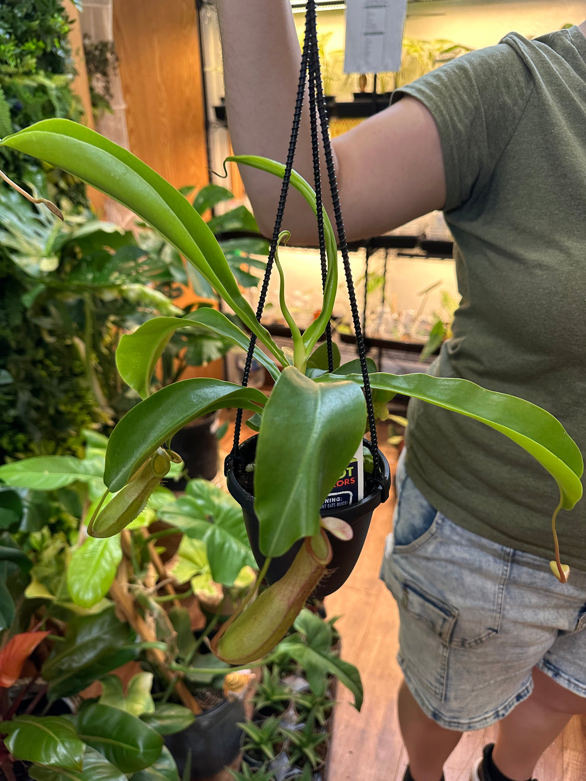 4” Carnivorous Pitcher Plant - Hanging Assorted