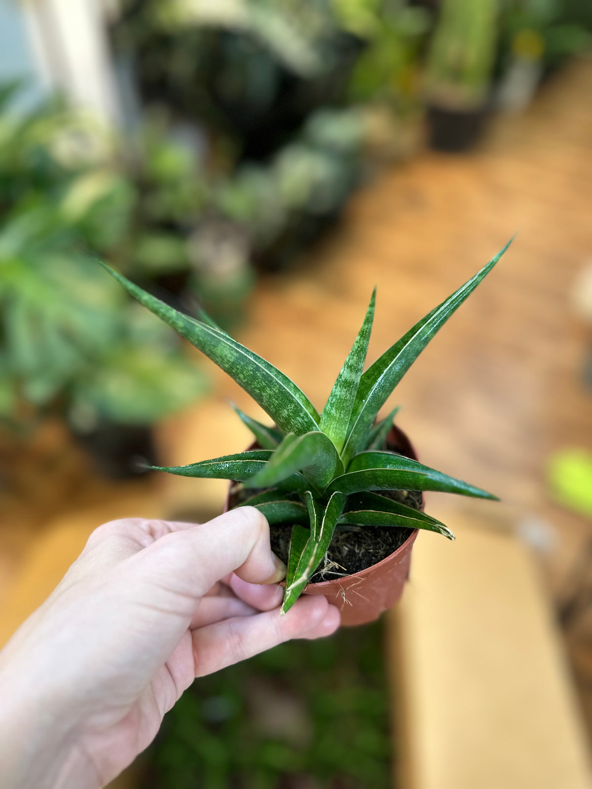 4" Sansevieria 'Prabu Hybrid' (Snake Plant)