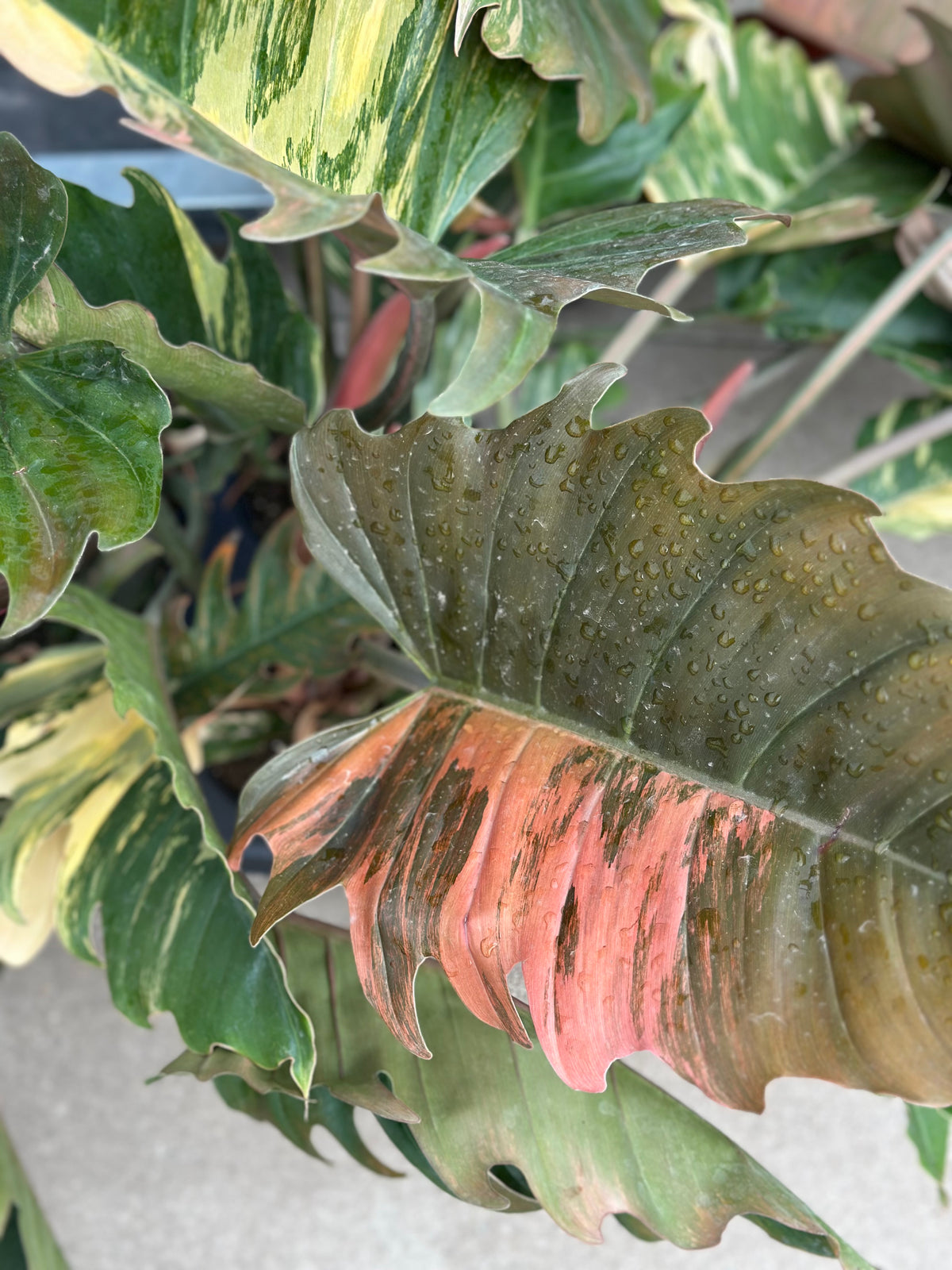 6" Philodendron Caramel Marble