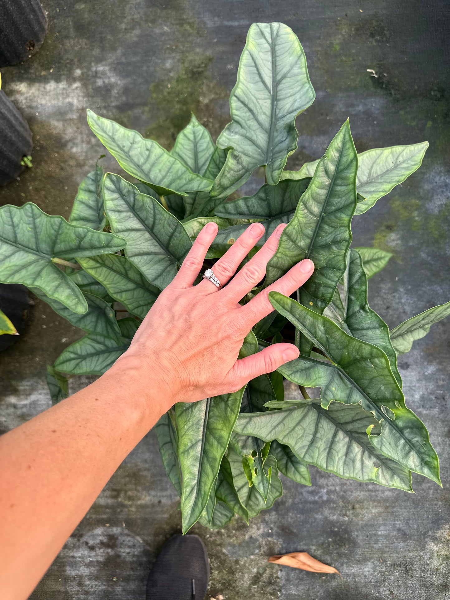 2 gallon Alocasia Dragons Breath GARAGE SALE ONLY