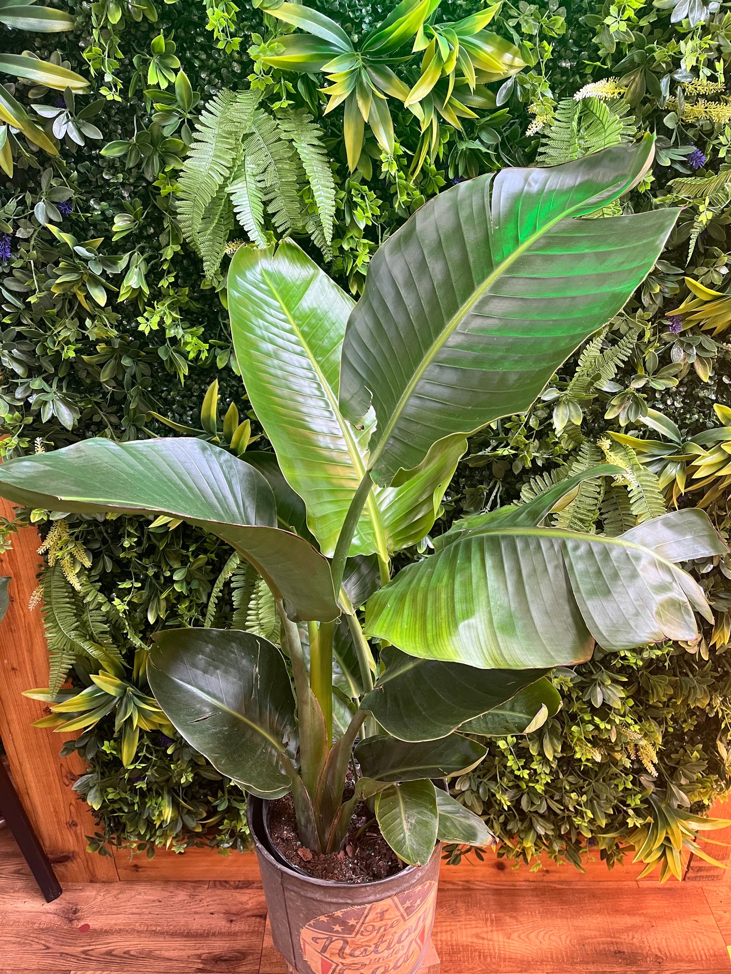 Strelitzia Nicolai (White Bird of Paradise)