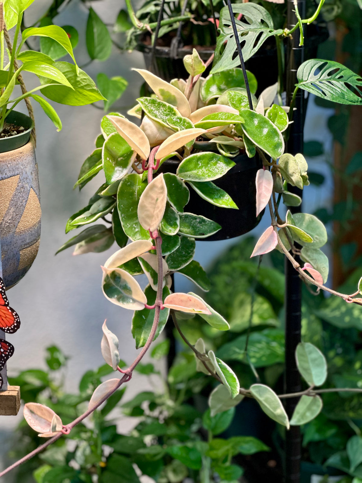 Hoya Carnosa 'Krimson Queen' Hanging Basket
