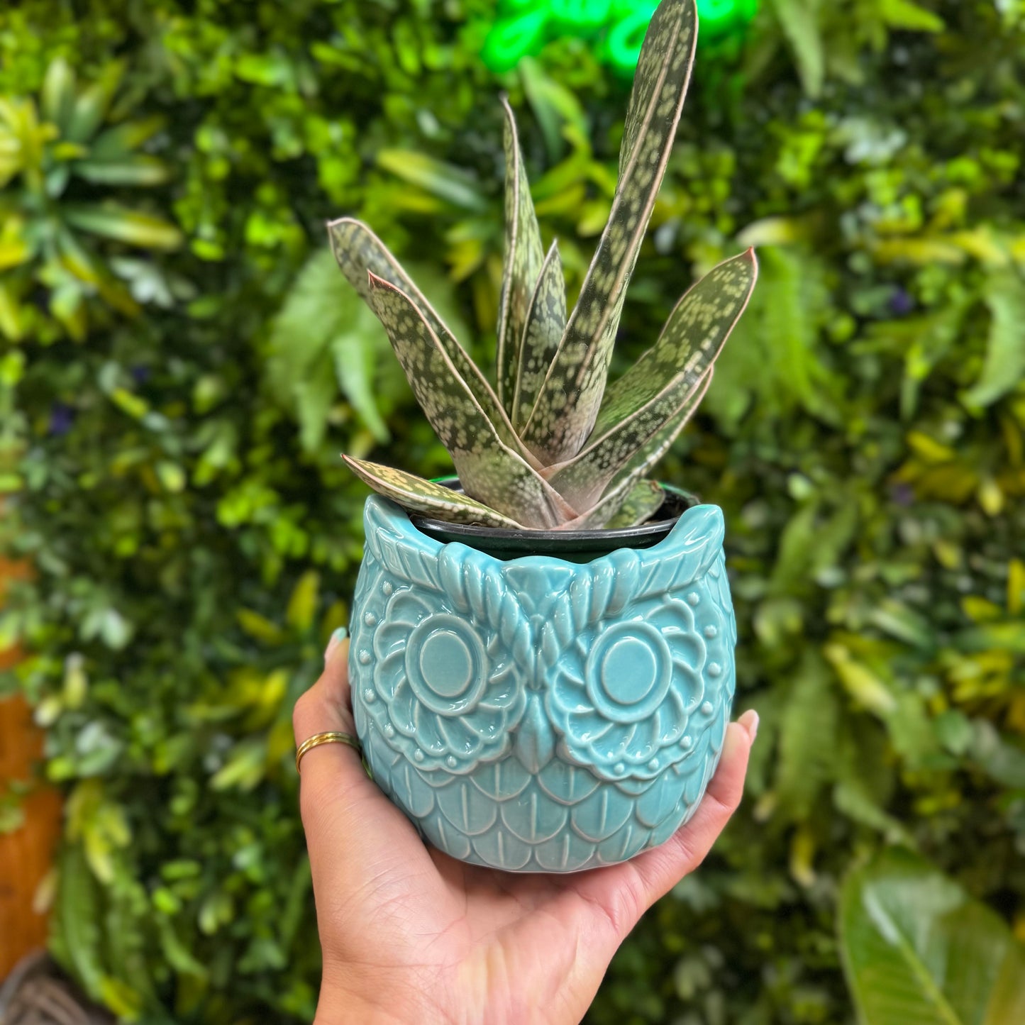 4" Blue Owl Pot