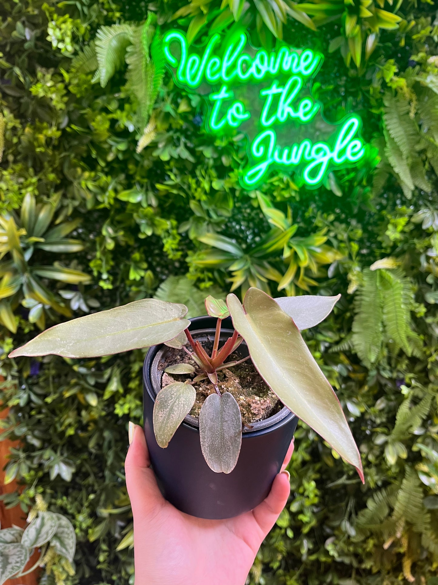 4" Philodendron Atabapoense