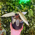 4" Philodendron Atabapoense