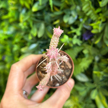 Euphorbia Mammillaris Variegated / Indian Corn Cob