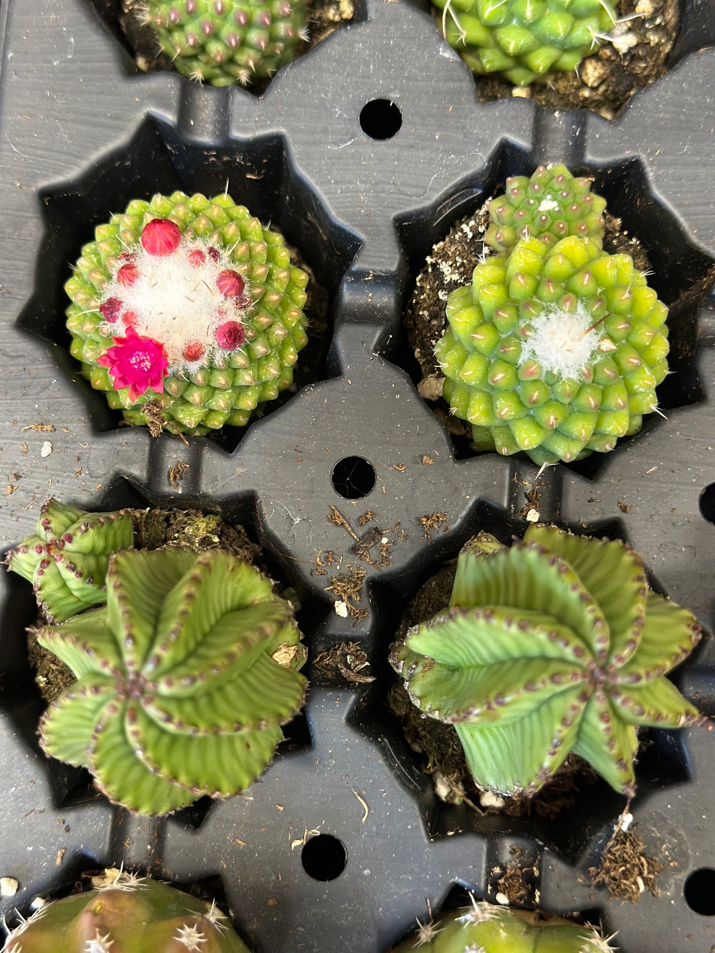 1.5" Cactus Plugs (no pot)