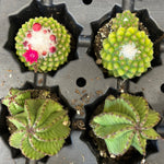 1.5" Cactus Plugs (no pot)