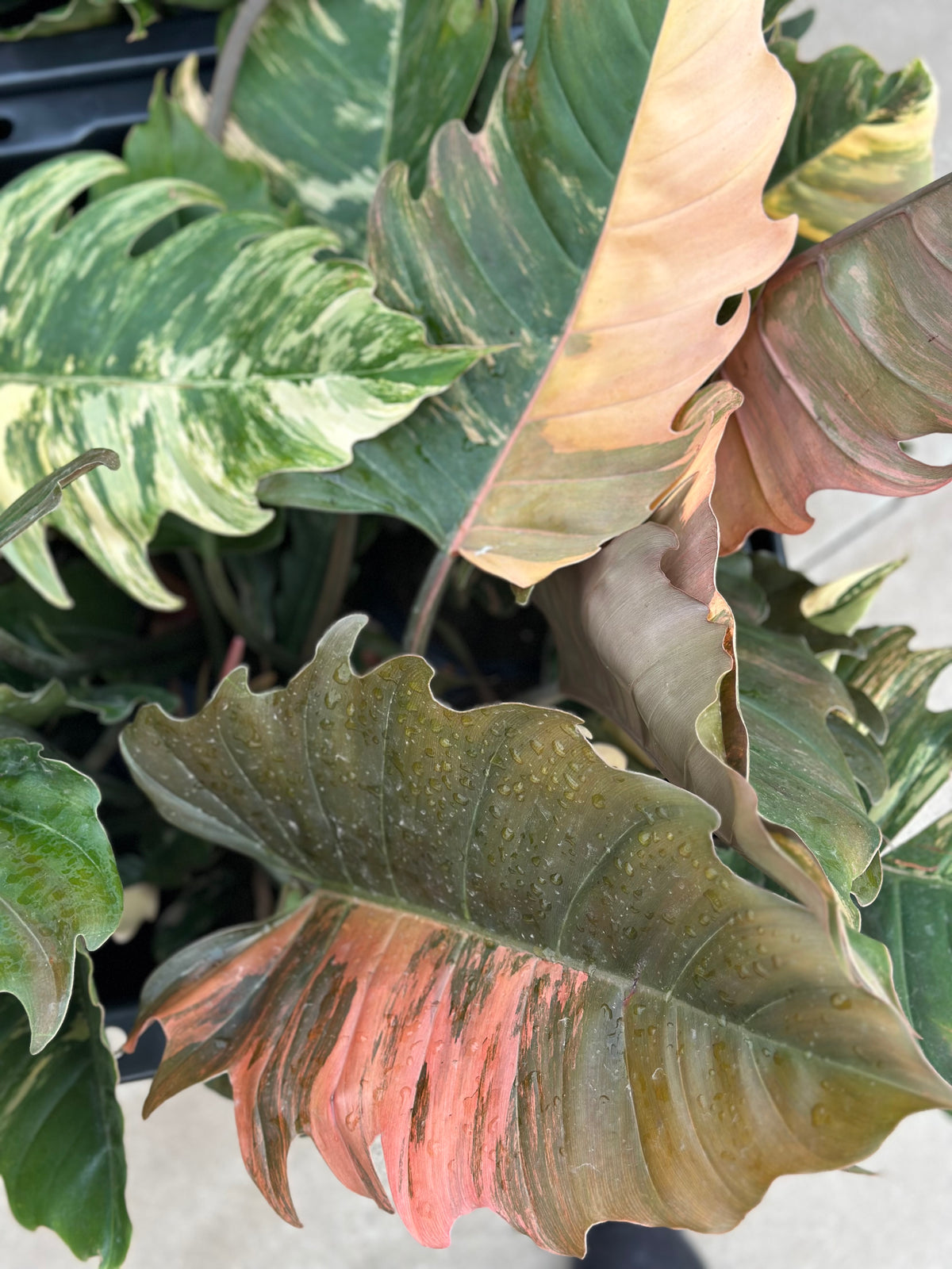 6" Philodendron Caramel Marble