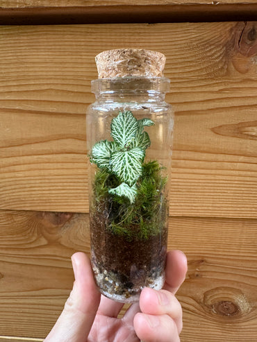 Self-Sustaining Terrarium Workshop