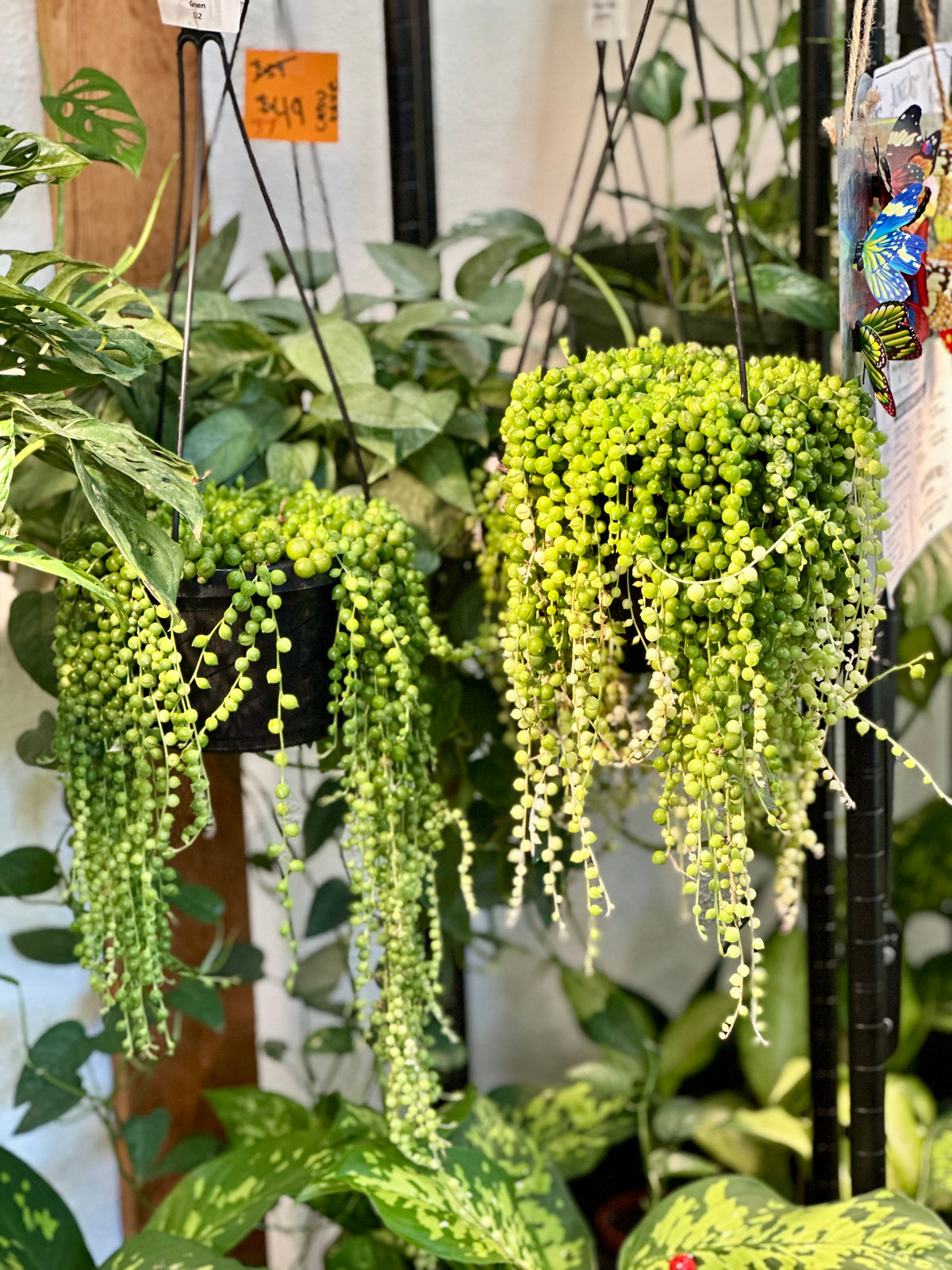String of Pearls Hanging Basket