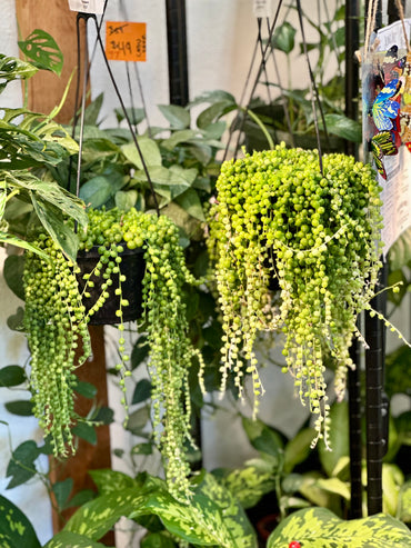 String of Pearls Hanging Basket