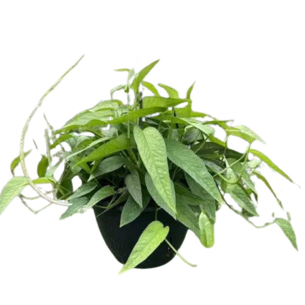 Epipremnum Pinnatum ‘Cebu Blue’ Hanging Basket