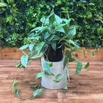 Epipremnum Pinnatum ‘Cebu Blue’ Hanging Basket