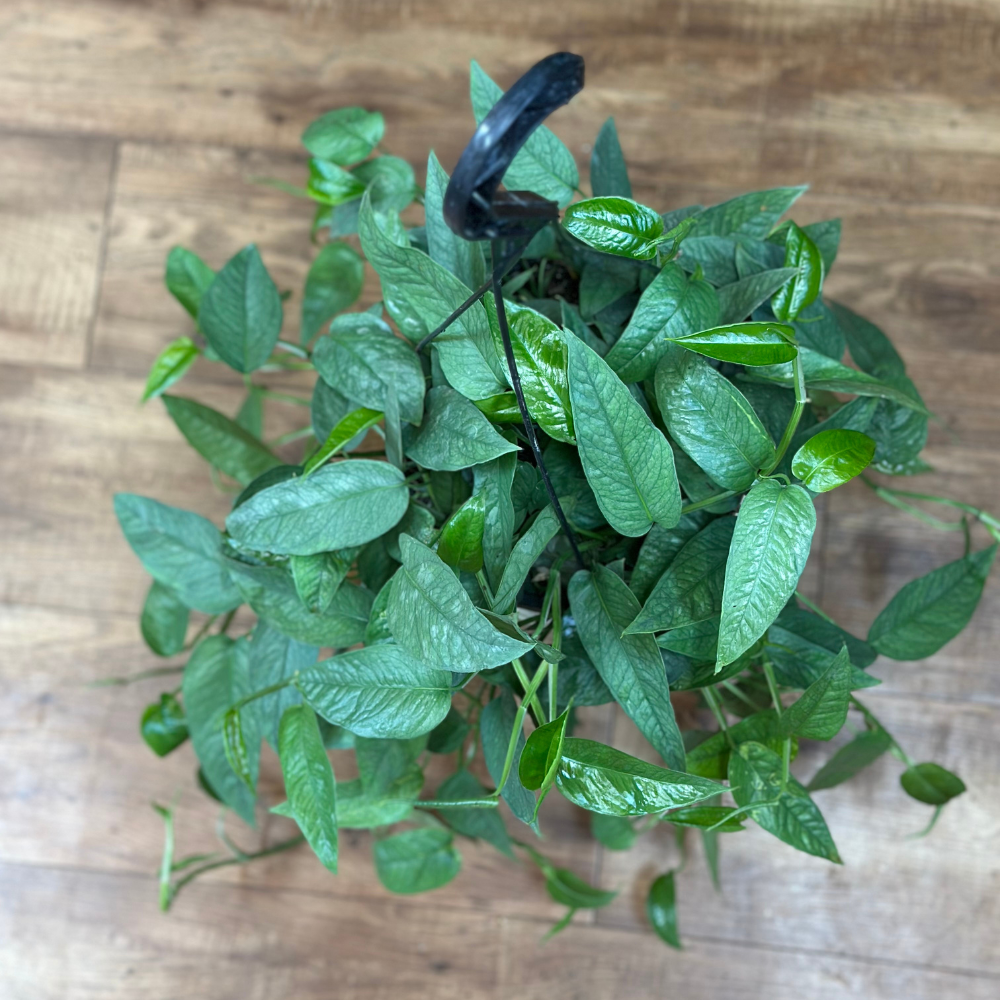 Epipremnum Pinnatum ‘Cebu Blue’ Hanging Basket