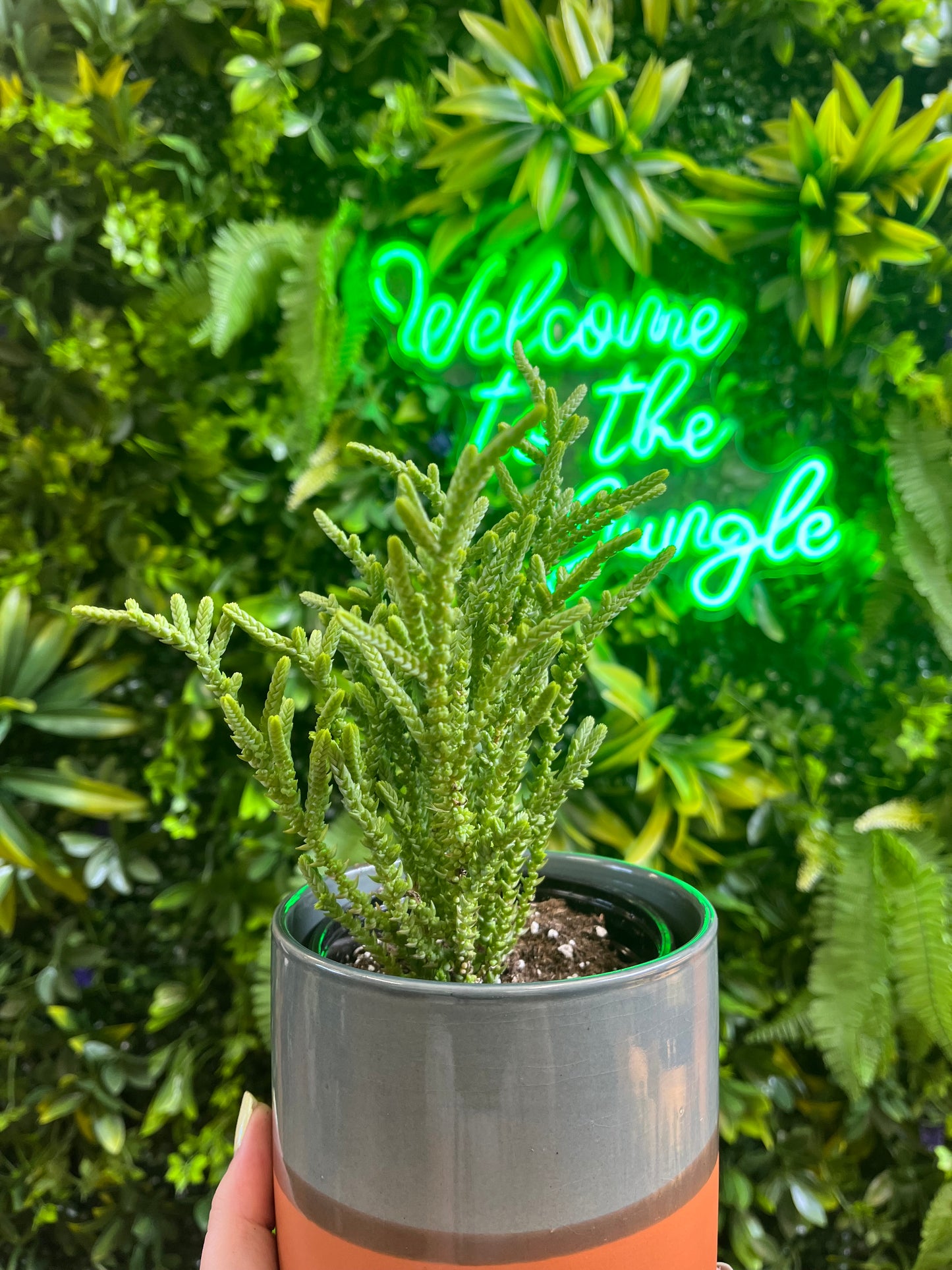 4" Crassula muscosa