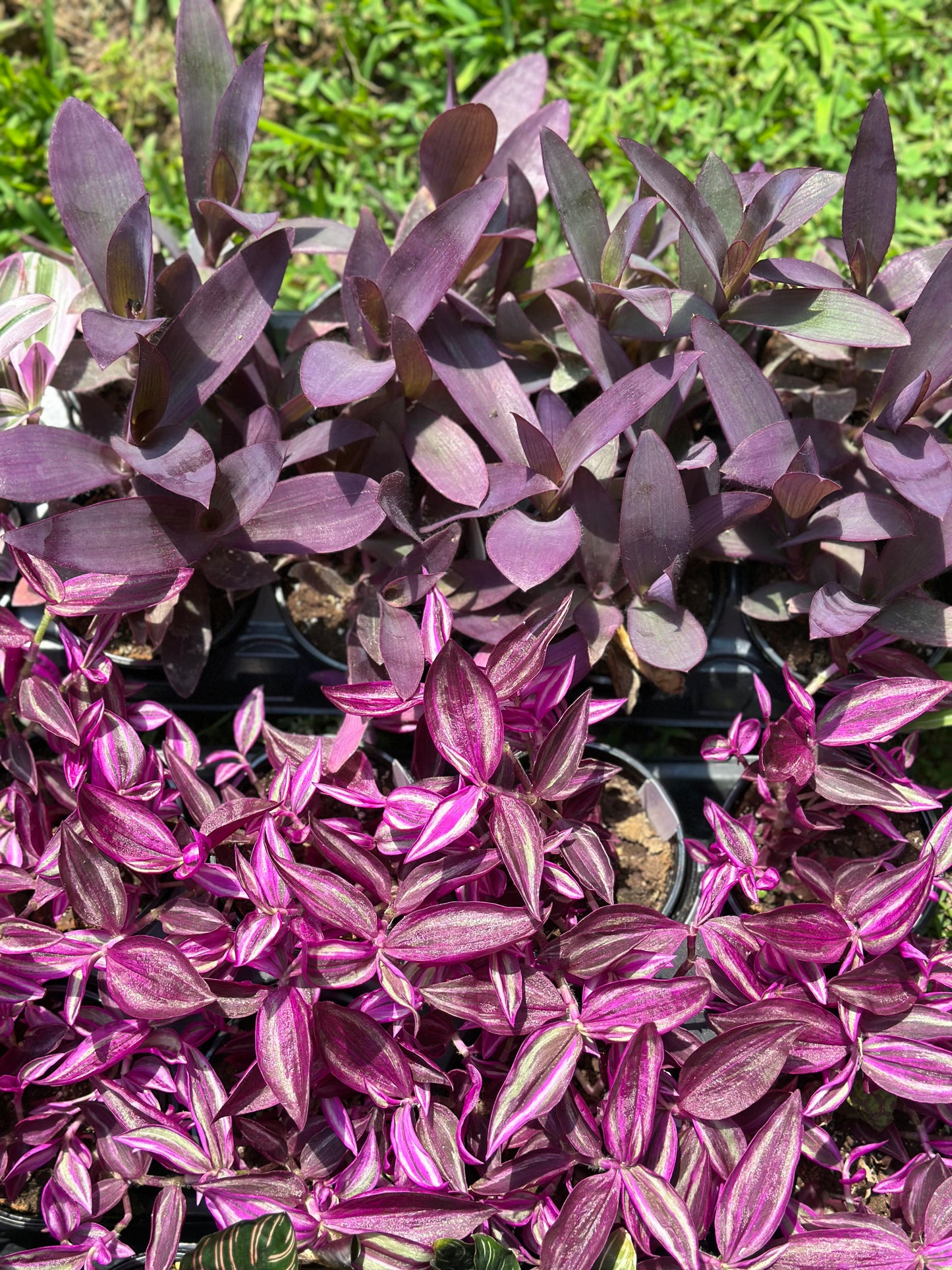 4" Tradescantia 'Pink Paradise' GARAGE SALE ONLY