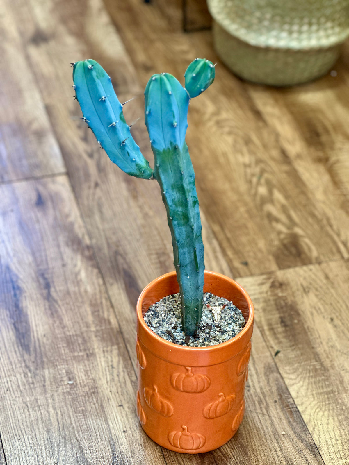 Blue Myrtle Cactus (Blue Candle)