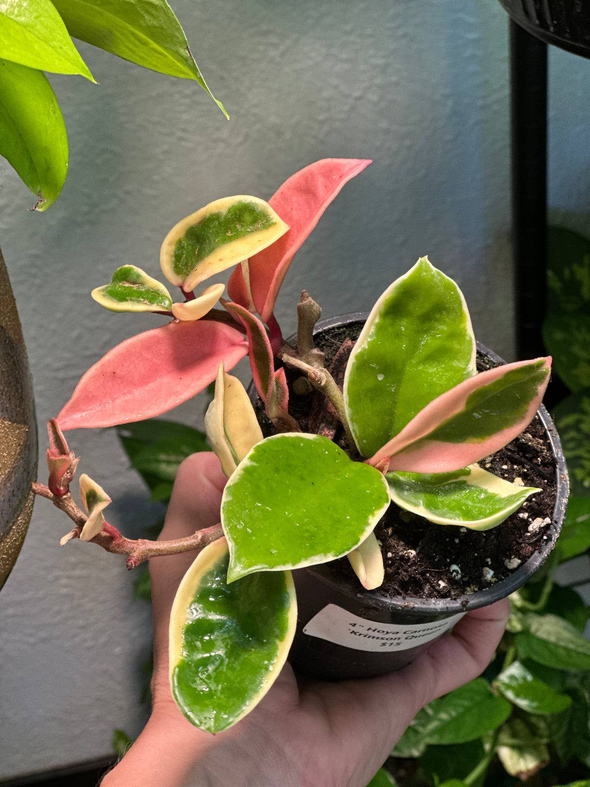 Hoya Carnosa 'Krimson Queen'