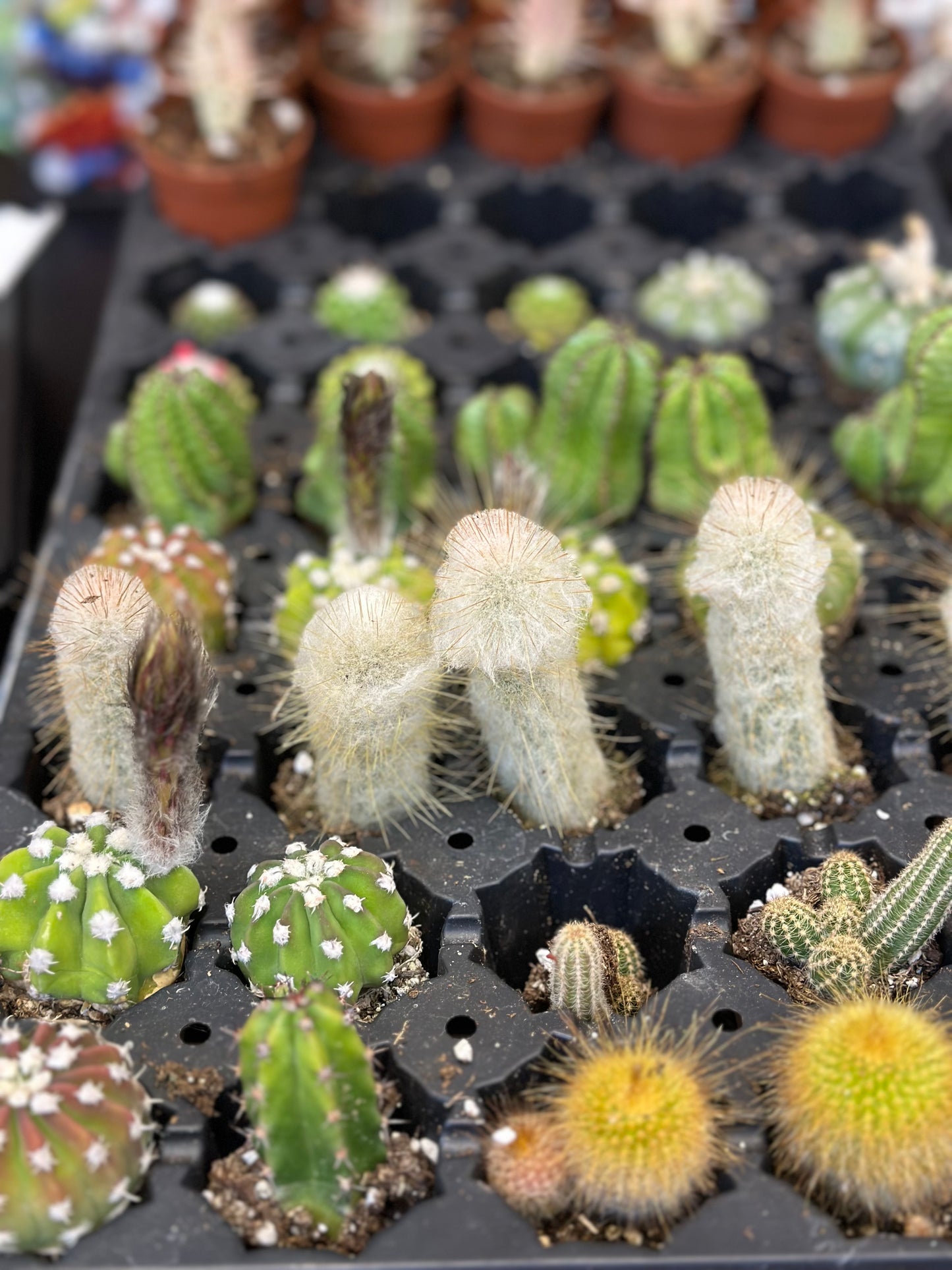 1.5" Cactus Plugs (no pot)