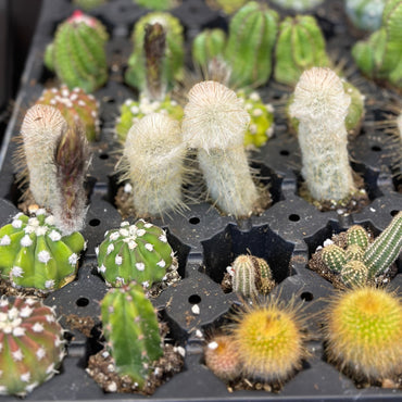 1.5" Cactus Plugs (no pot)
