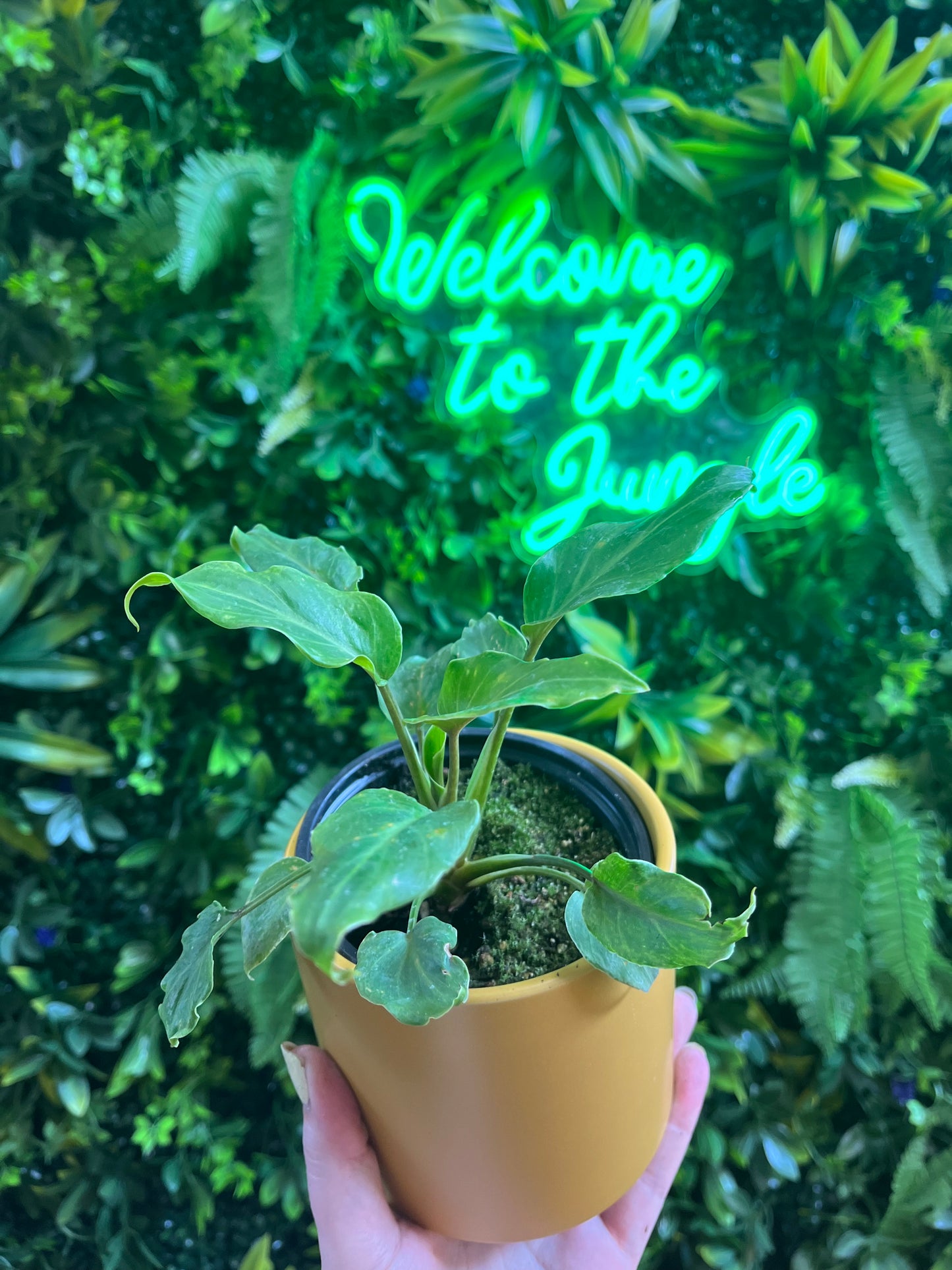 4" Philodendron Xanadu