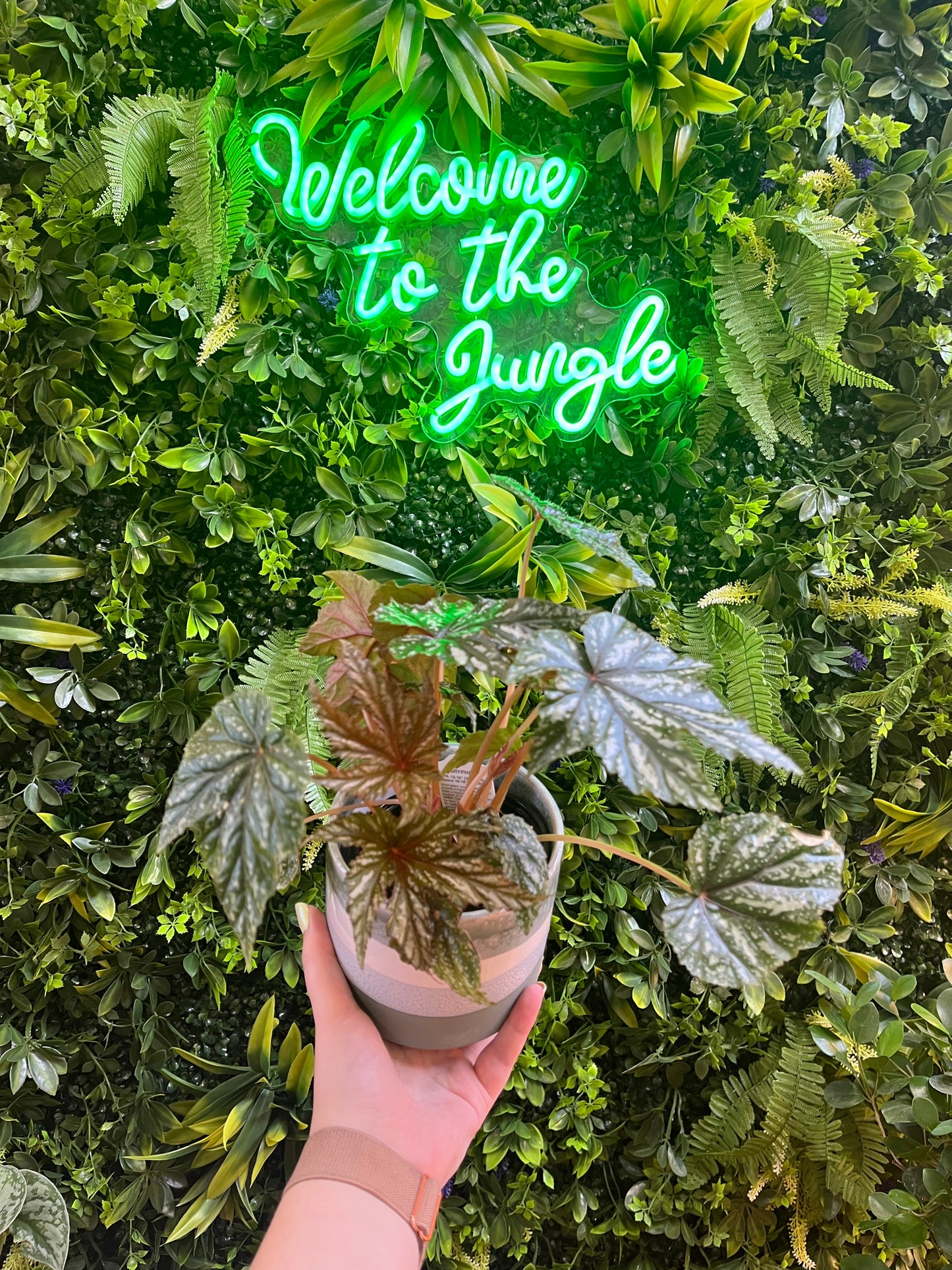 4" Begonia Assorted