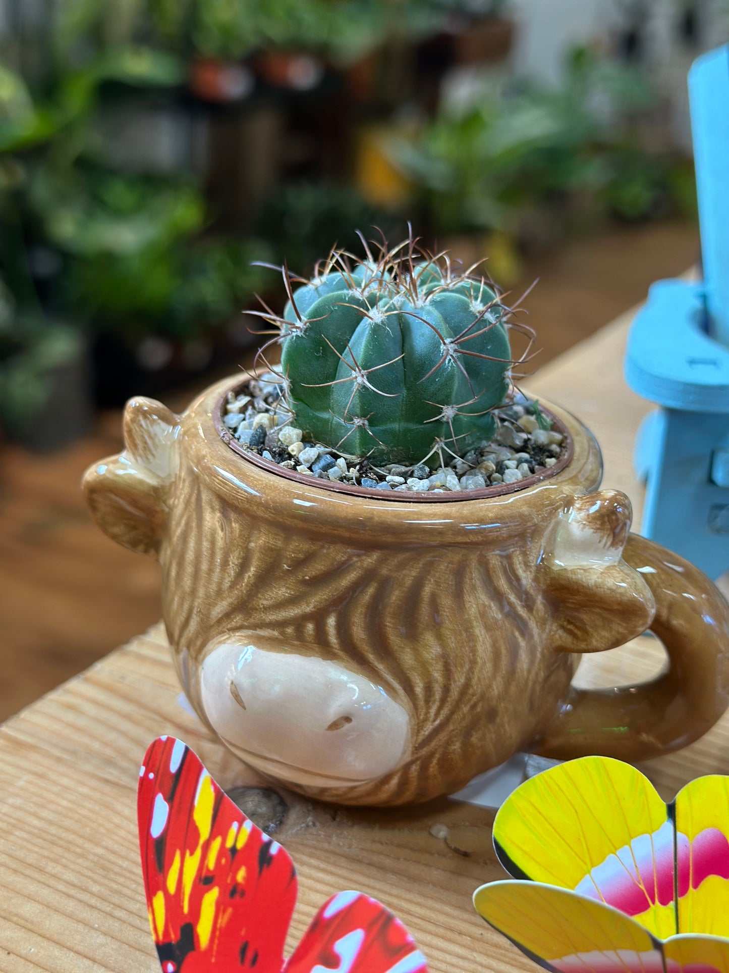 1.5" Cactus Plugs (no pot)