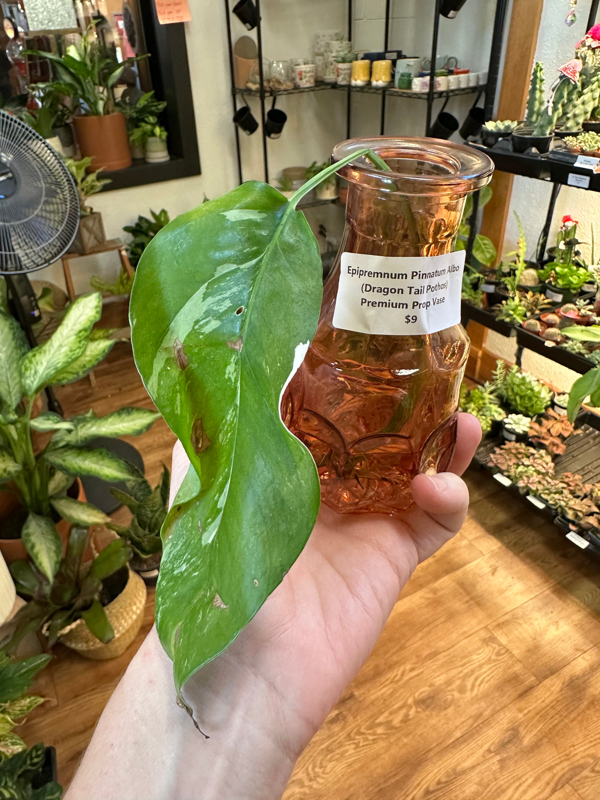 Premium Propagations in Bud Vases