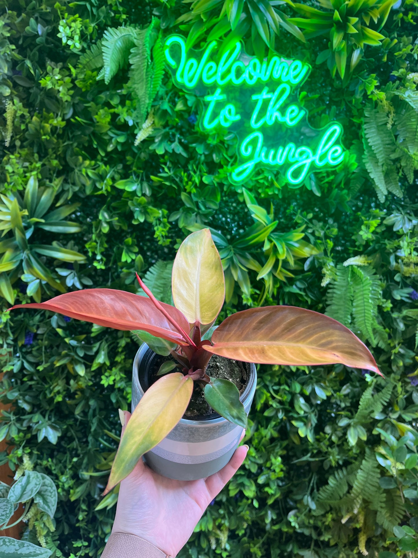 4" Philodendron 'Sun Red'