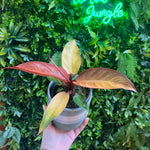 Hand holding a potted plant with a neon sign reading 'Welcome to the Jungle' in the background.