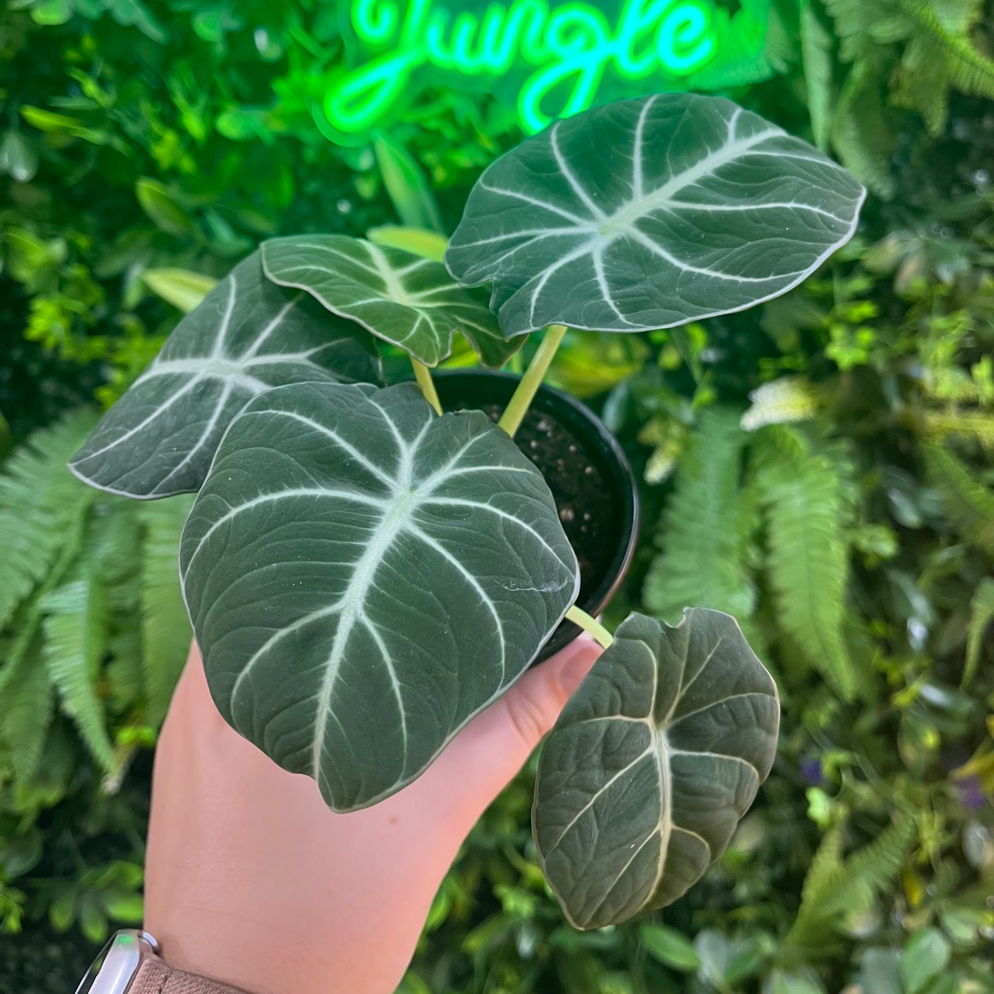 4" Alocasia Black Velvet