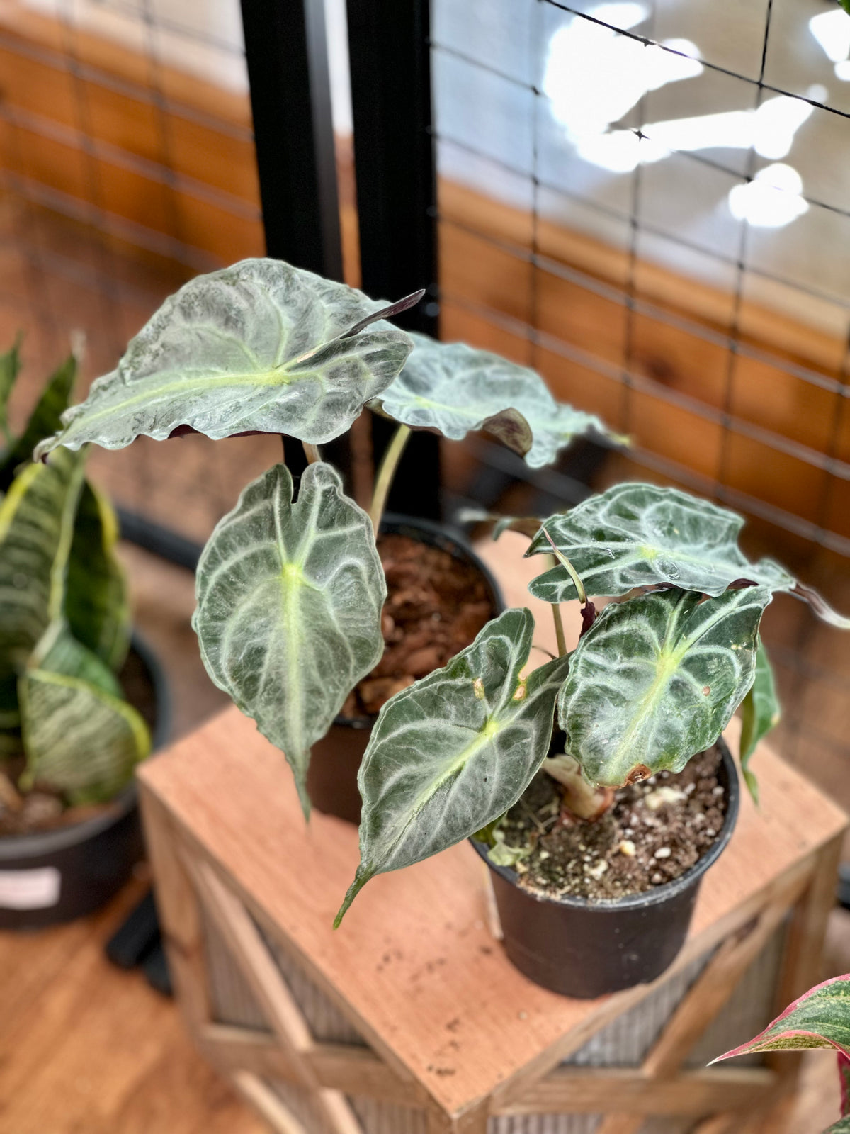 4" Alocasia Venom