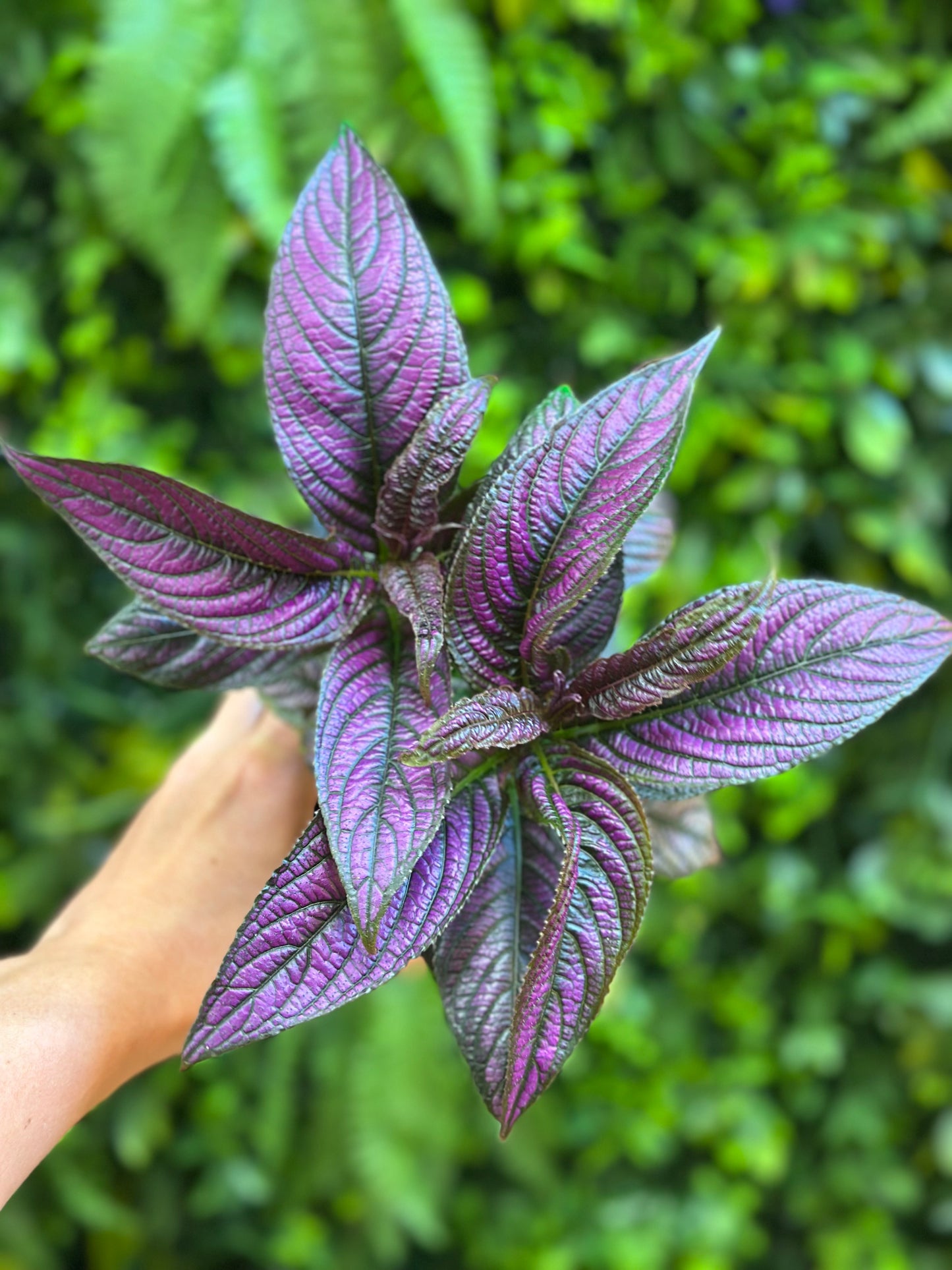 Persian Shield (Strobilanthes dyerianus)