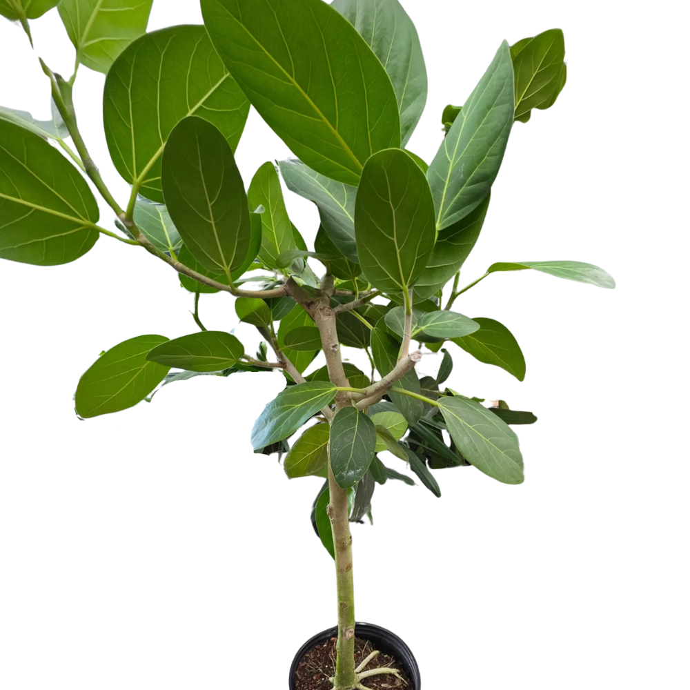 Ficus ‘Audrey’ Standard (Ficus benghalensis)