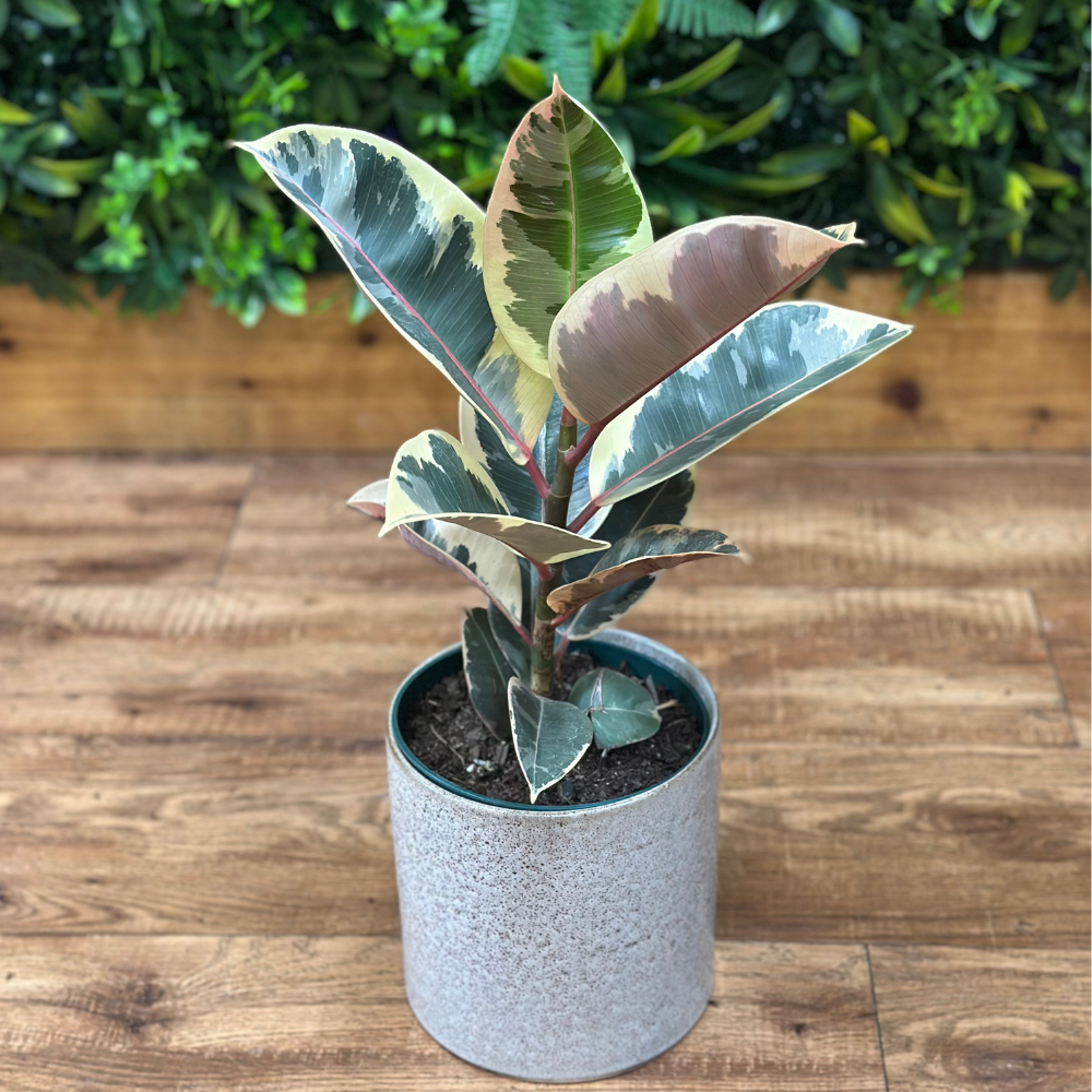 Ficus Elastica ‘Tineke’ (Rubber Plant)