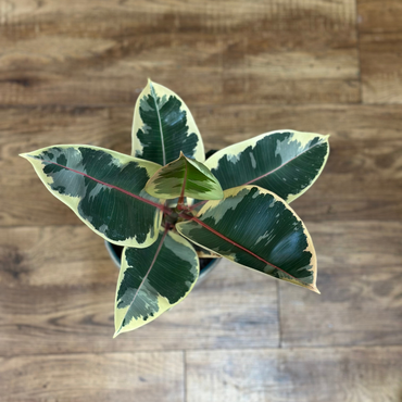 Ficus Elastica ‘Tineke’ (Rubber Plant)