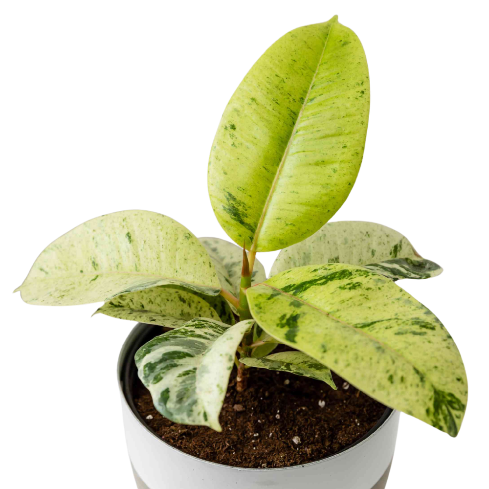 Ficus Shivereana ‘Moonshine’