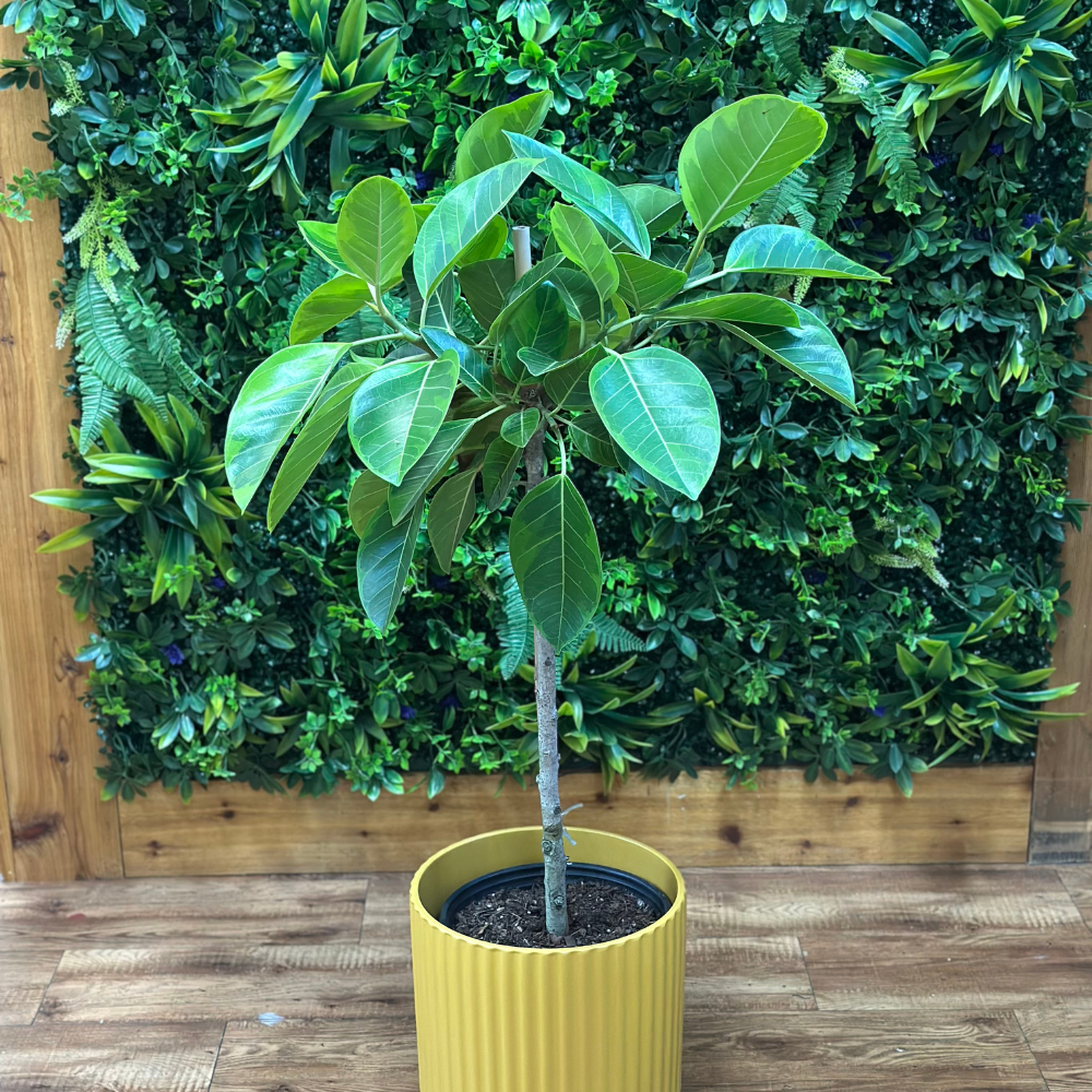 Ficus Altissima ‘Yellow Gem’