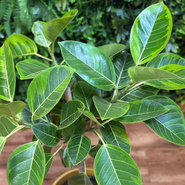 Ficus Altissima ‘Yellow Gem’