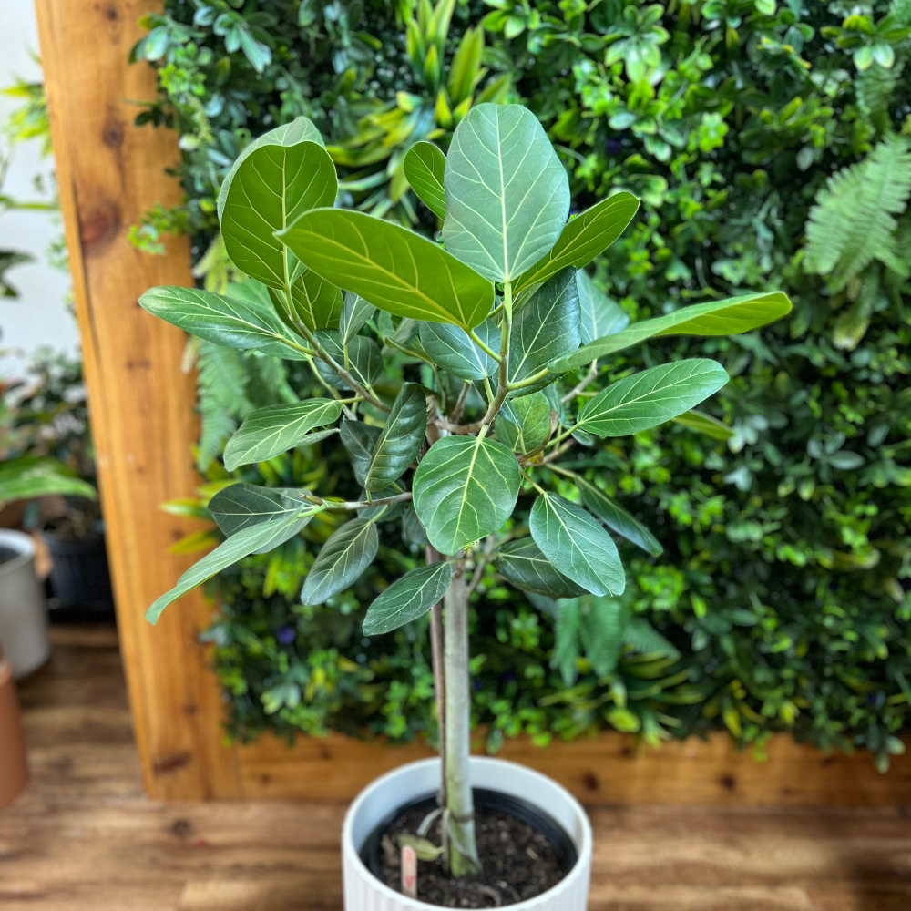 Ficus ‘Audrey’ Standard (Ficus benghalensis)