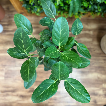 Ficus ‘Audrey’ Standard (Ficus benghalensis)
