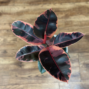 Variegated leaf plant on a wooden surface