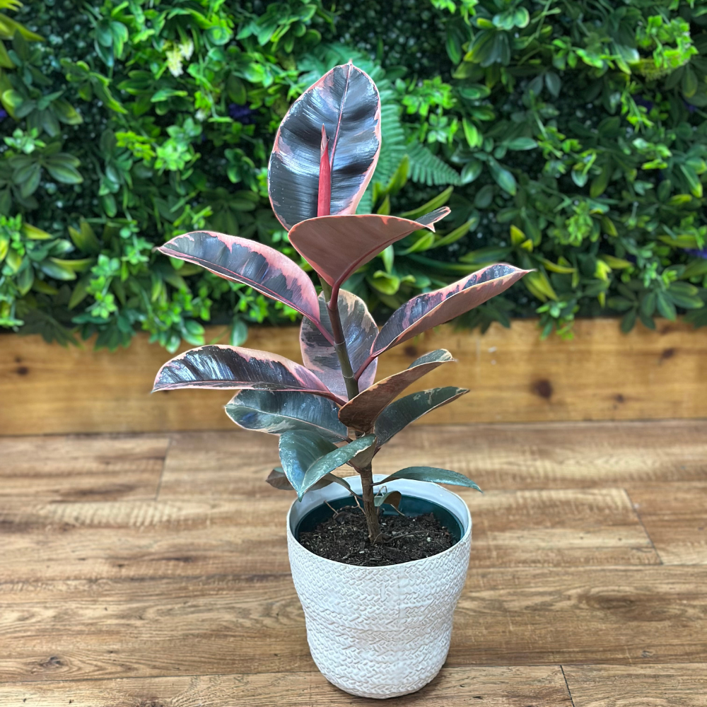 Potted plant with pinkish leaves on a wooden surface with green foliage in the background