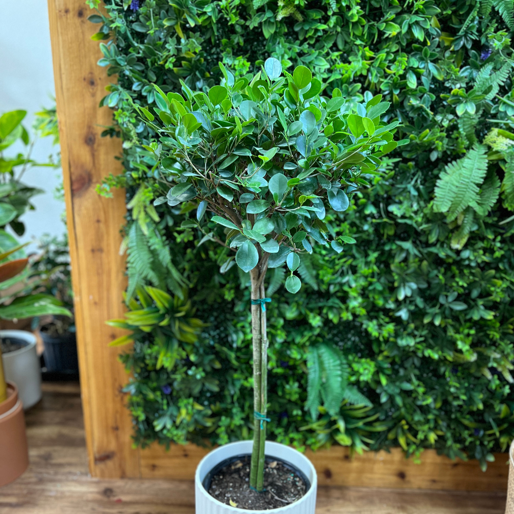 Ficus ‘Moclame’ Standard (Ficus microcarpa)