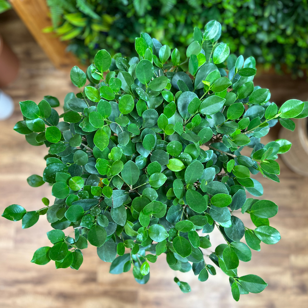 Ficus ‘Moclame’ Standard (Ficus microcarpa)