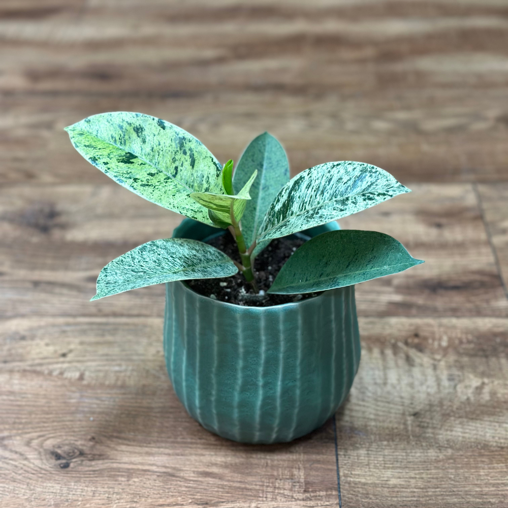Ficus Shivereana ‘Moonshine’
